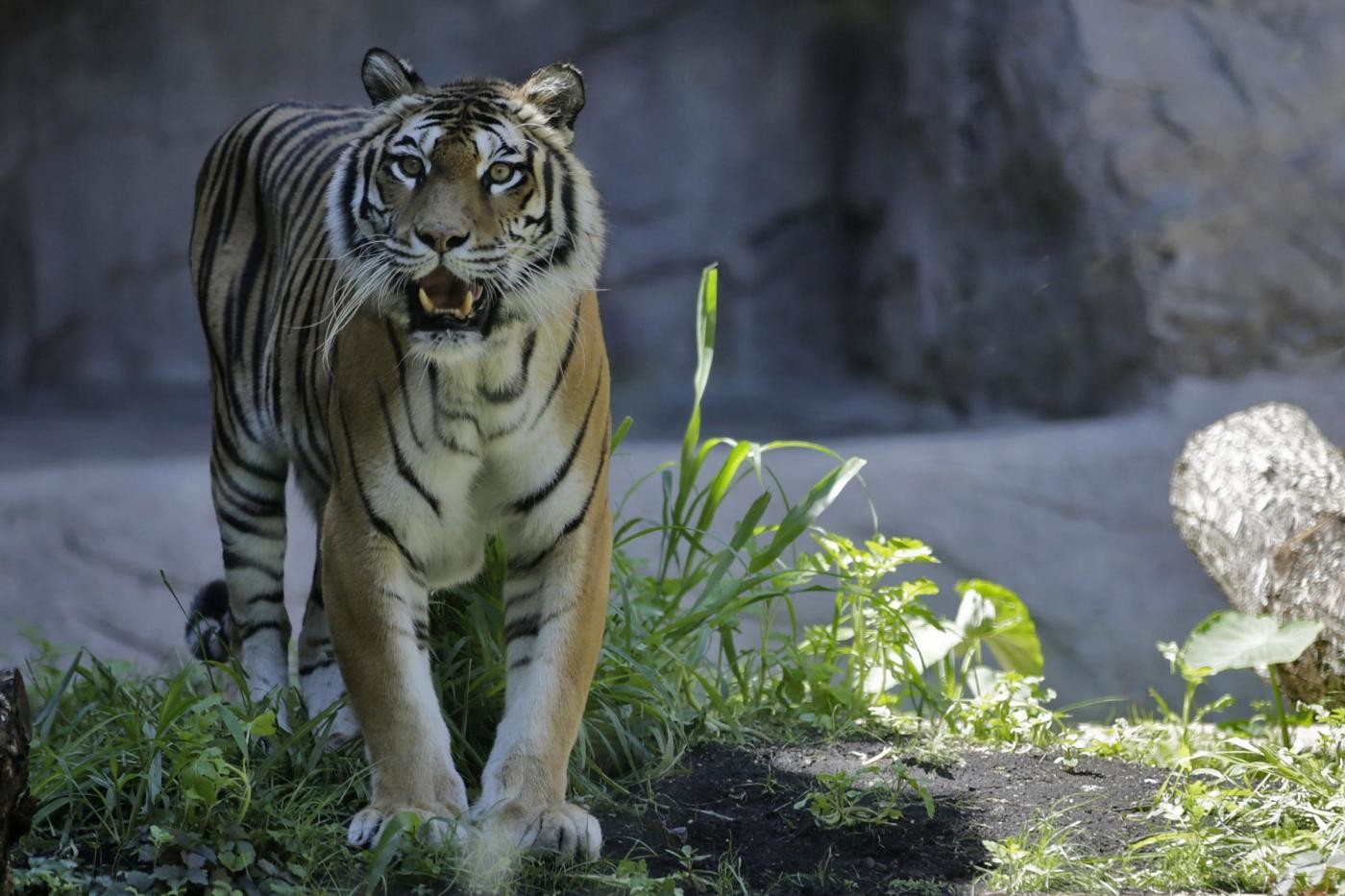 India, uccisa tra polemiche la tigre Avni: sbranò 13 persone
