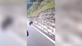 Cucciolo di orso in strada: la tenera sorpresa al Passo del Tonale
