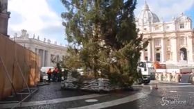 Roma dimentica Spelacchio: arrivato il grande albero di Natale di Piazza San Pietro
