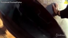 Orsacchiotto intrappolato in un cassonetto dei rifiuti, la polizia lo libera
