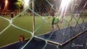 In Brasile c’è un “dogkeeper”: il bassotto-portiere entra in campo e para un rigore