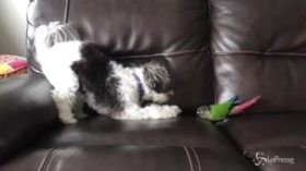 Il pappagallo coraggioso e il cane fifone: la battaglia per il divano è esilarante