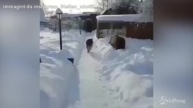 Giochi nella neve, l’orso stuzzica il cane lupo: la sua reazione è esilarante