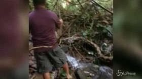 Indonesia, pitone di otto metri attacca un villaggio: ecco come reagiscono gli abitanti
