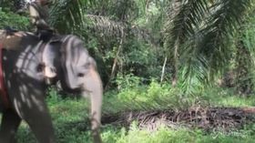 Indonesia, l’elefante selvatico infastidisce il villaggio: cacciato