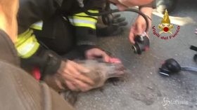 Incendio a Milano, vigili del fuoco salvano il cane intossicato dal fumo