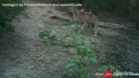 I lupi tornano a Roma: le prime immagini dei cuccioli dell’Oasi di Castel di Guido