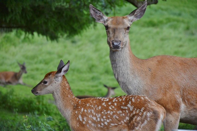 Bracconiere condannato a guardare ‘Bambi’ per un anno in carcere