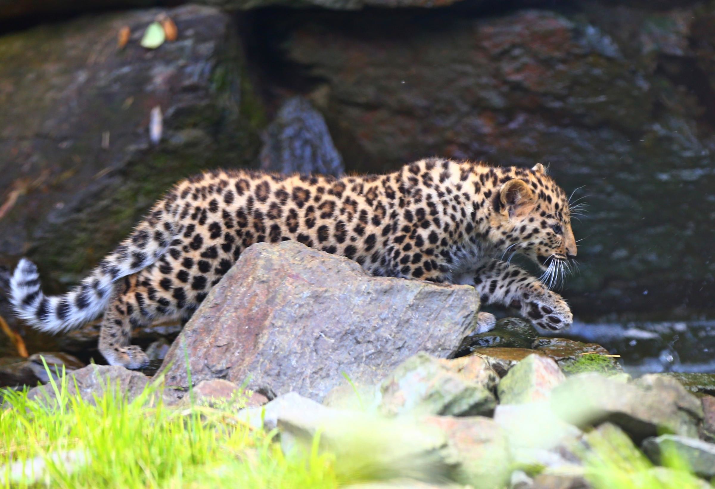 India, leopardo attacca e uccide un bambino di tre anni
