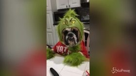 Gemma, il cane bulldog vestito da Grinch conquista il web