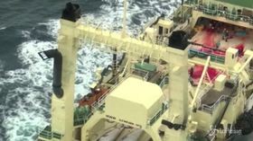 In Giappone riparte la caccia alle balene