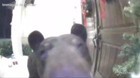 Florida, sorpresa alla porta: un orso suona il campanello