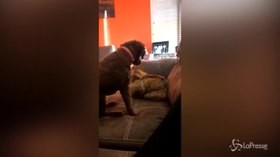 La coppia che non ti aspetti: carezze e abbracci tra cane e gatto