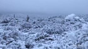 Neve in Arizona, i cactus imbiancati
