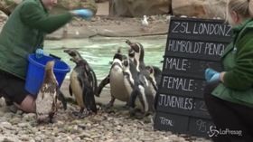 Pinguini, ragni, tigri e scimmiette in fila allo Zoo di Londra per il censimento