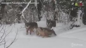 I lupi giocano con la neve: spettacolo nel Parco nazionale d’Abruzzo