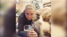 Sessione di allenamento speciale, i coach sono due cani
