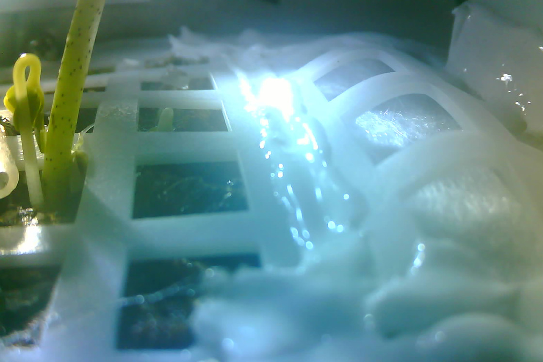 Morto il germoglio di cotone sbocciato sulla Luna