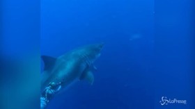 Deep Blue, lo squalo tra i più grandi al mondo ripreso alle Hawaii