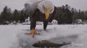 L’uomo pesca un grosso pesce, ma l’aquila glielo ruba: il pranzo è servito