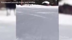 Alce infuriato attacca gli sciatori: “cornate” per allontanarli dalle piste