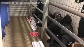 Torino, mattatoio occupato dagli antispecisti: la protesta per salvare gli animali
