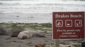 Usa, elefanti marini invadono spiaggia ‘grazie’ allo shutdown