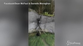 Fuga dallo zoo da manuale: gli scimpanzé di Belfast evadono dal recinto