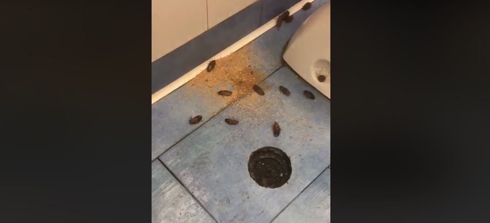 “Una colonia di blatte all’ospedale Vecchio Pellegrini di Napoli”