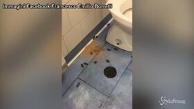 Napoli, blatte nel bagno dell’ospedale Vecchio Pellegrini