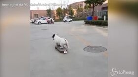 Più veloce degli esseri umani: ecco il bulldog fenomeno dello skate