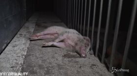 Cuccioli morti in gabbie strette e sporche, viaggio choc negli allevamenti di maiali