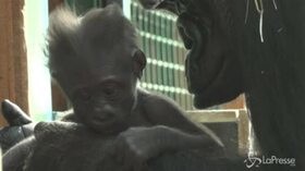 Nasce cucciolo di gorilla in uno zoo della Loira: non succedeva da 10 anni