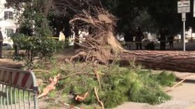 Albero finisce sulle auto a Roma, i residenti: “Non esiste manutenzione”