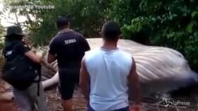 Mistero in Brasile: trovata una balena spiaggiata nella foresta amazzonica