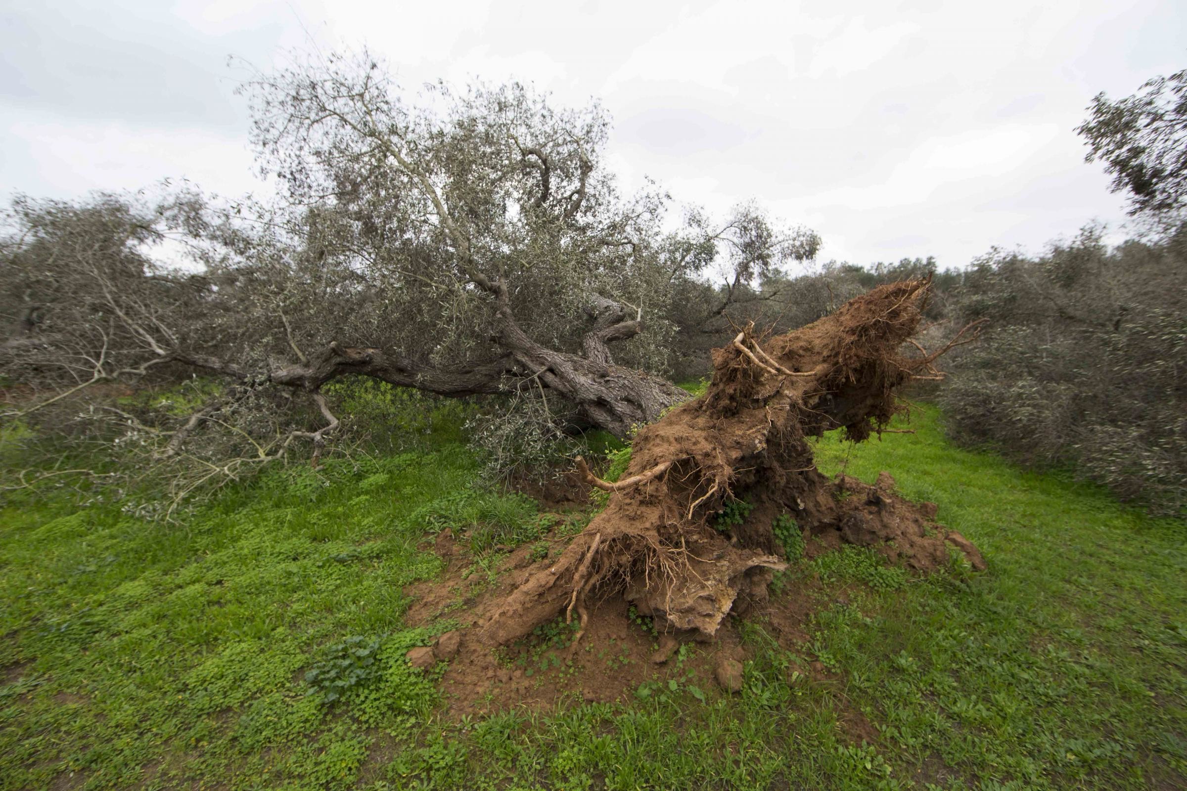 Allarme Coldiretti: “La Xylella avanza a 2 chilometri al mese: 21 milioni di ulivi infettati”