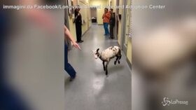 La capretta balla con la veterinaria: il video fa il giro del mondo