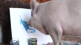 Sud Africa, il maialino pittore dipinge opere d’arte su tela: è “Pigcasso”