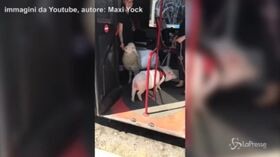 Insoliti passeggeri sul bus a Roma: una pecora e un maiale al guinzaglio