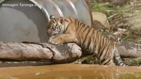 Australia, la’rissa’ tra i cuccioli di tigre di Sumatra allo zoo
