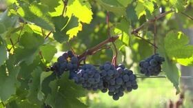 Vino, export da record per l’Italia: 6,2 miliardi nel 2018