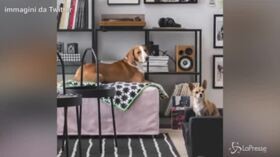 Congresso di Verona, lo spot dell’Ikea: “Famiglia è chi ti fa sentire a casa”