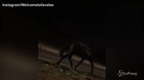 Strani incontri a Roma: un cavallo bruca sullo spartitraffico