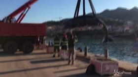 Sardegna, capodoglio morto con 22 chili di plastica nella pancia: le immagini del recupero
