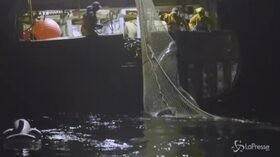 Francia, squalo elefante finisce in una rete di pescatori