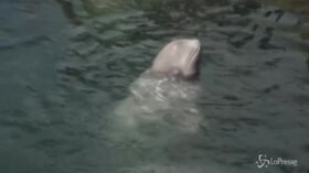 Russia, chiude la “prigione delle balene”: cetacei liberati in mare