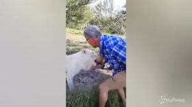 Ignora i divieti e accarezza la leonessa: lei gli morde il braccio