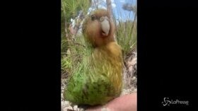 Ecco il kakapo, il pappagallo più grasso del mondo