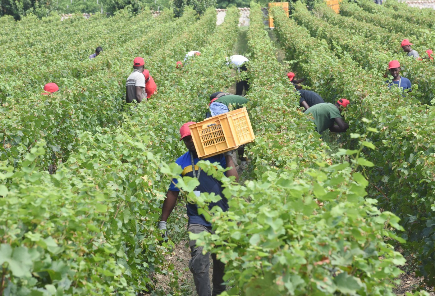 Irregolari oltre due aziende su tre. Più di 3mila lavoratori in nero vittime di caporalato