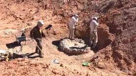 Argentina, scoperto un cimitero di dinosauri